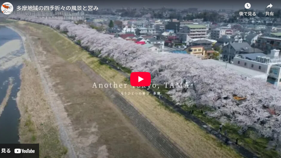 川沿いの桜並木