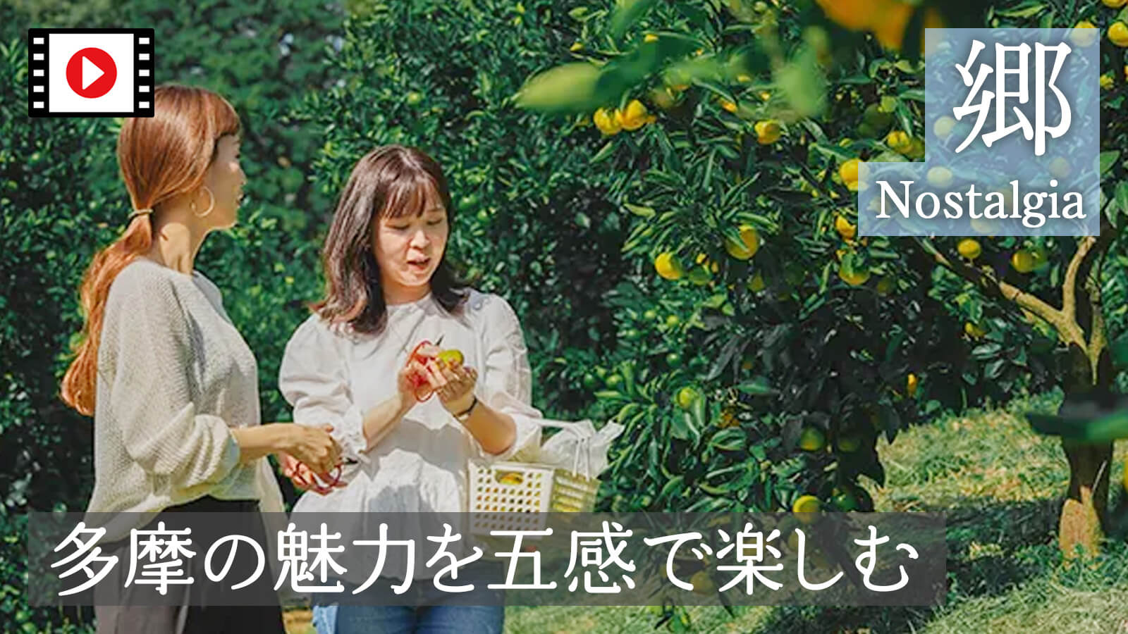 女性二人が木から果物を収穫している