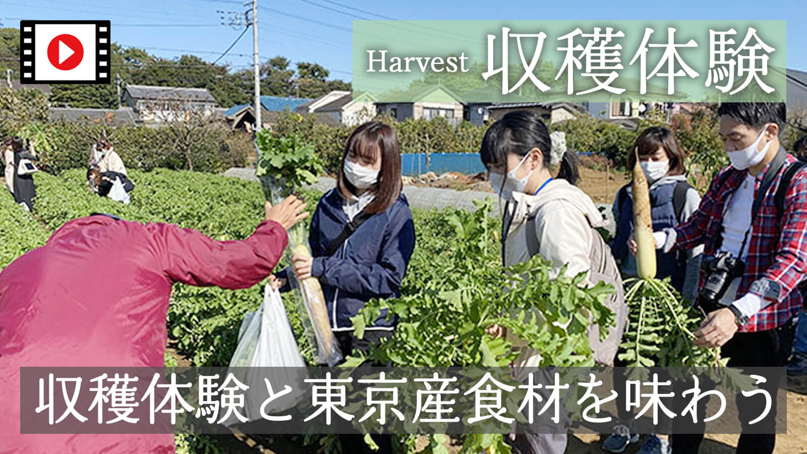 収穫された野菜を買いに来た人が吟味している